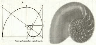 espiral-nautilus